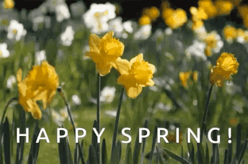 Daffodilsspringflowersgif